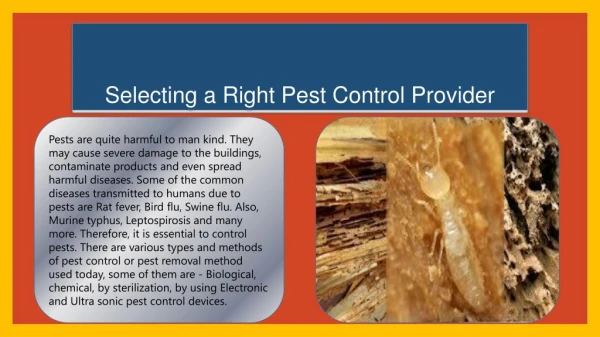 Selecting a Right Pest Control Provider