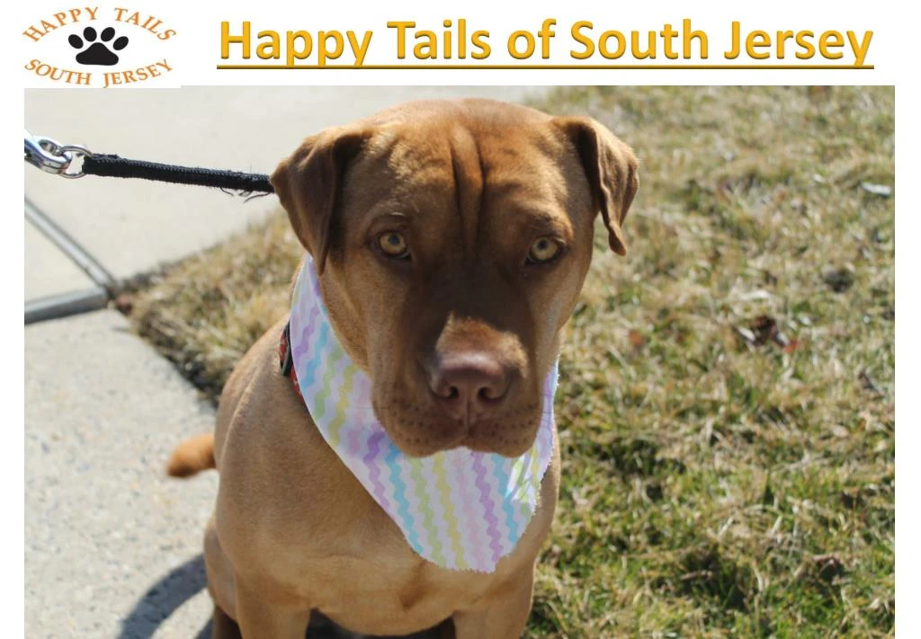 happy tails of south jersey