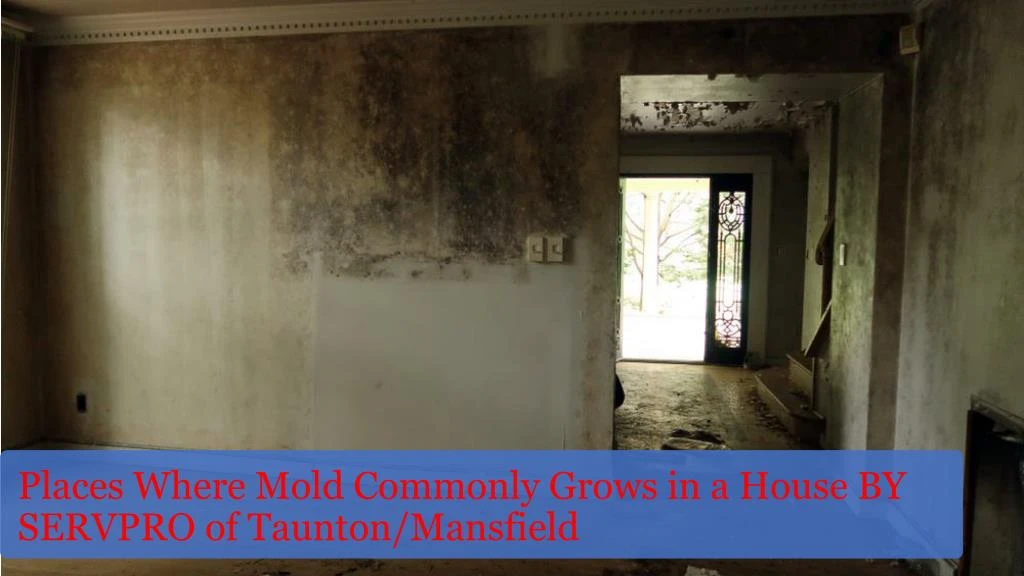 places where mold commonly grows in a house by servpro of taunton mansfield