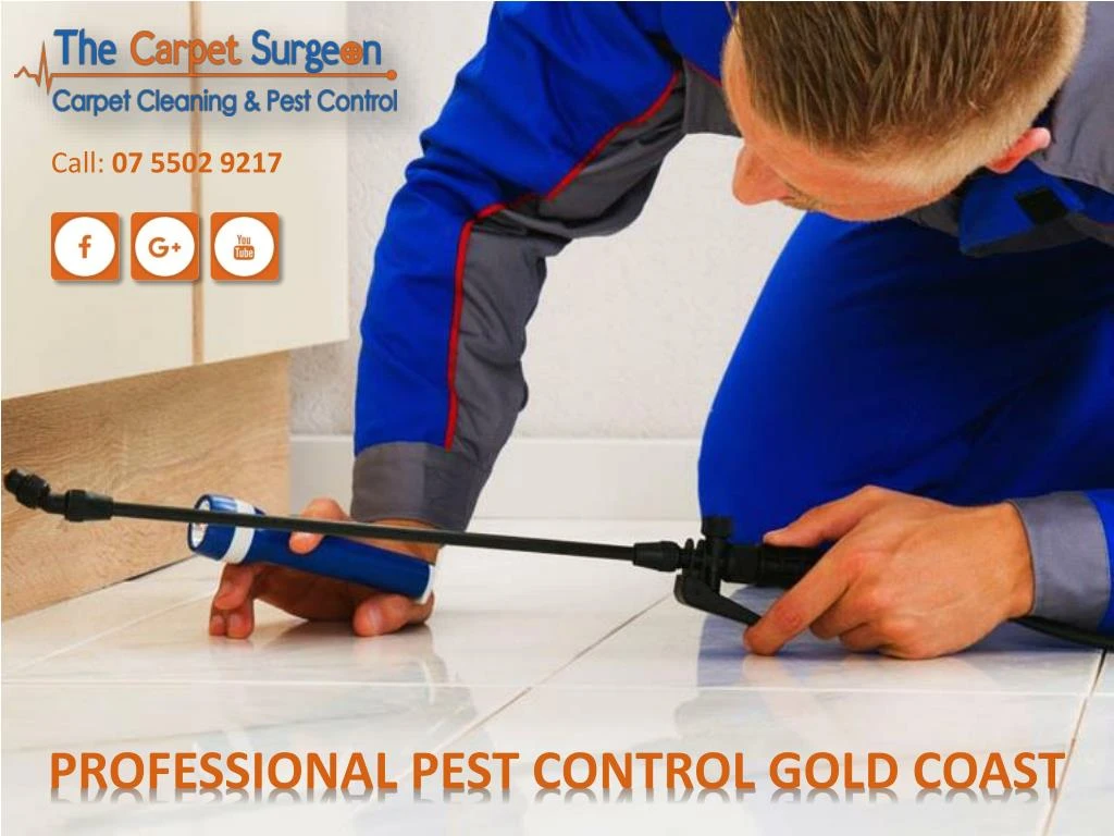 professional pest control gold coast