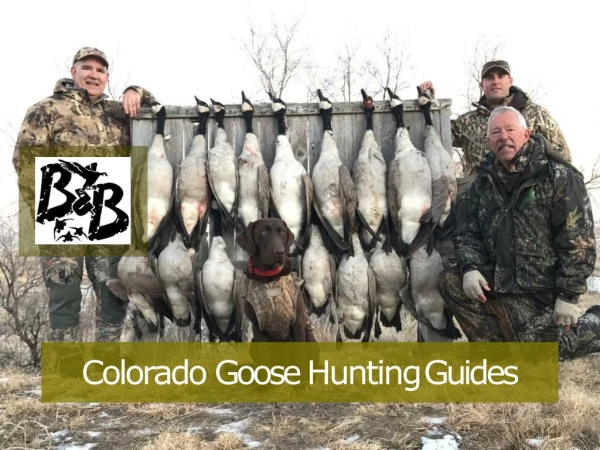 Top Goose Hunting Guides In Colorado