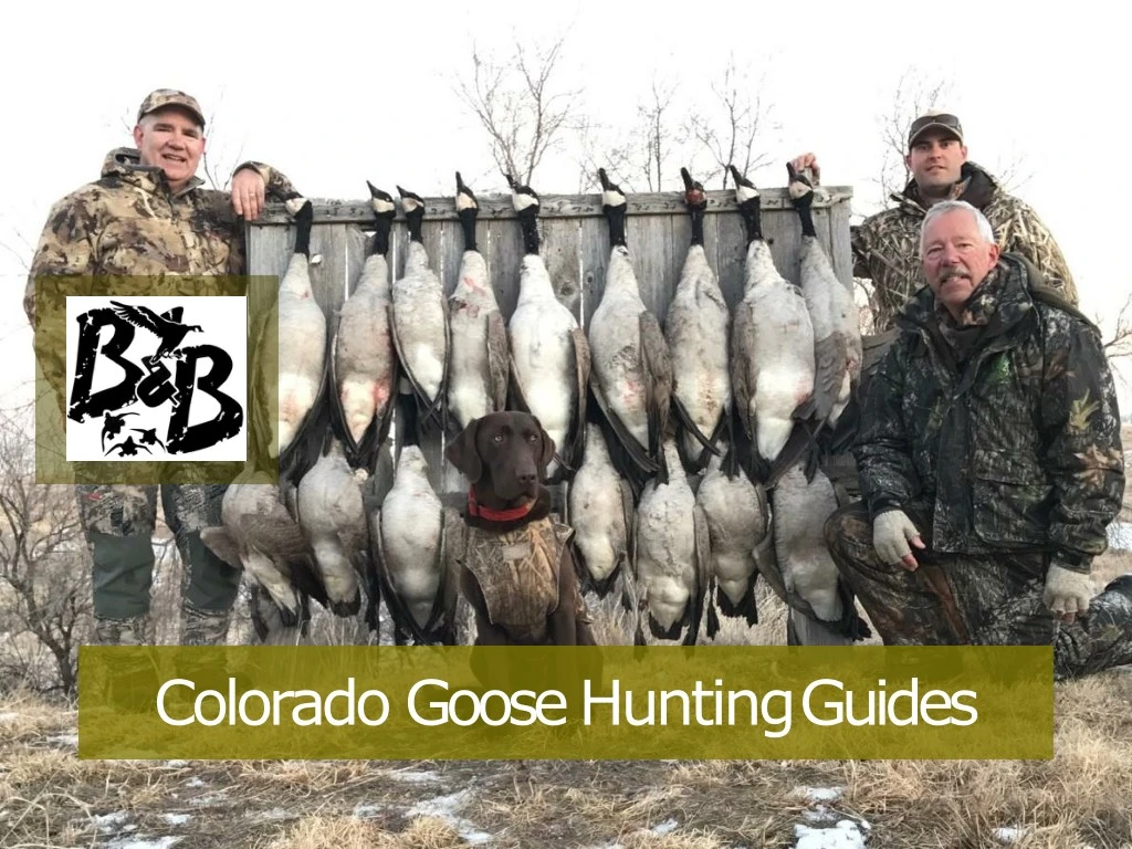 colorado goose huntingguides