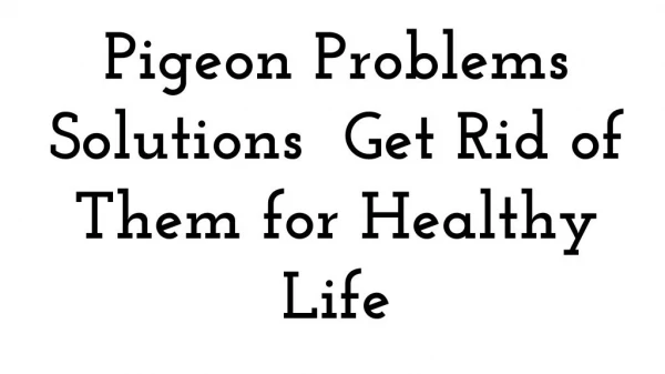 Pigeon Problems Solutions Get Rid of Them for Healthy Life