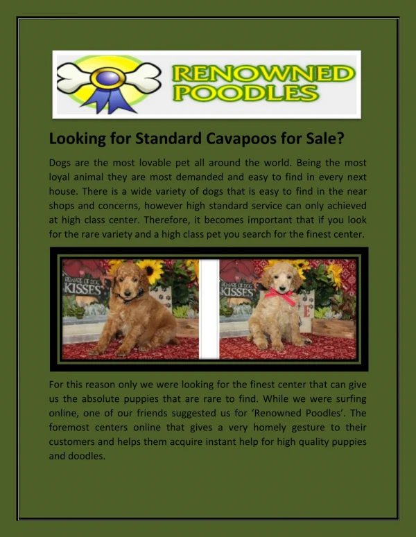 Looking for Standard Cavapoos for Sale?
