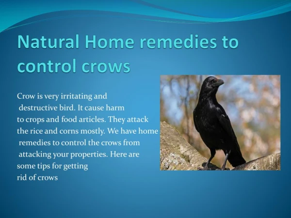 NATURAL HOME REMEDIES TO CONTROL CROWS