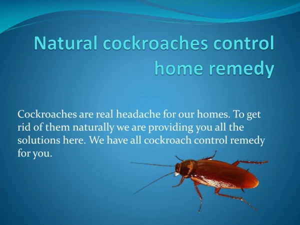 NATURAL COCKROACHES CONTROL HOME REMEDY