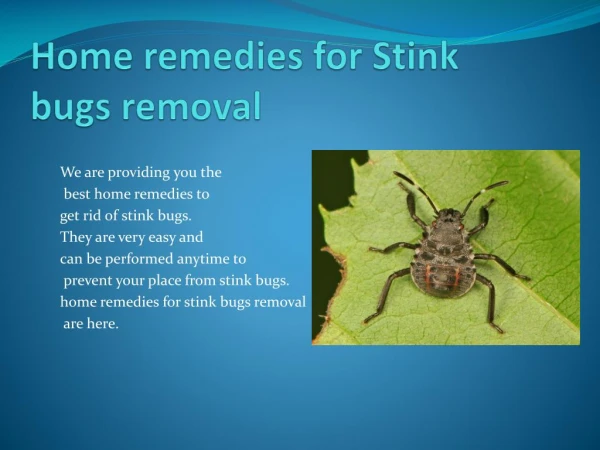 HOME REMEDIES FOR STINK BUGS REMOVAL