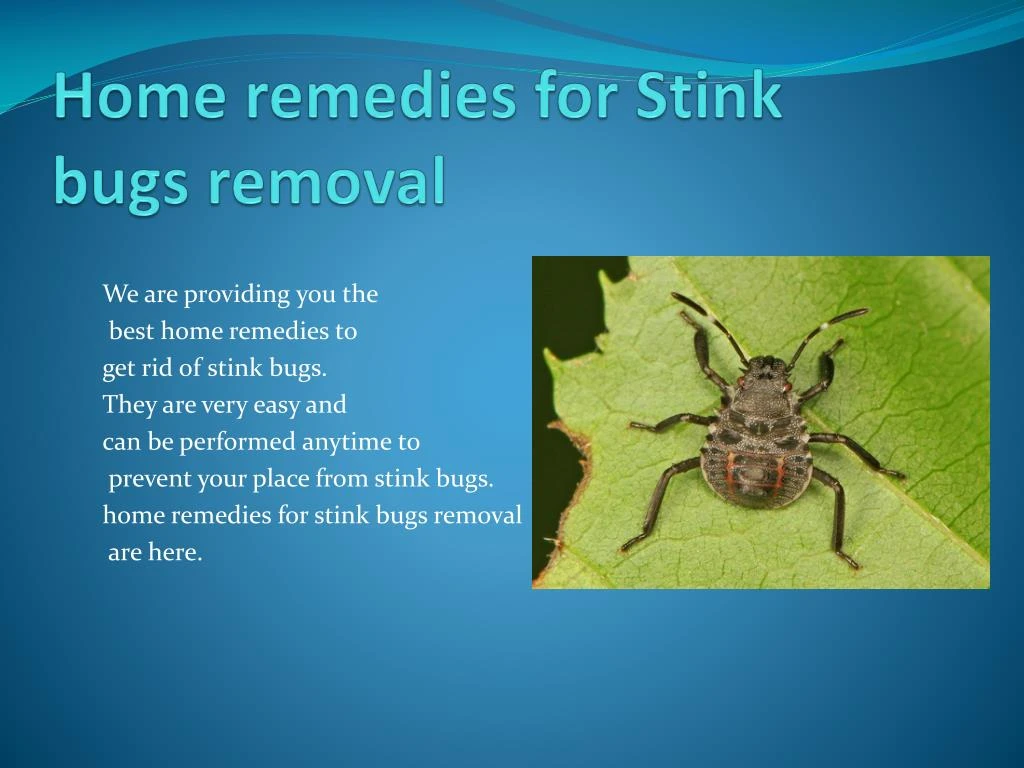 home remedies for stink bugs removal