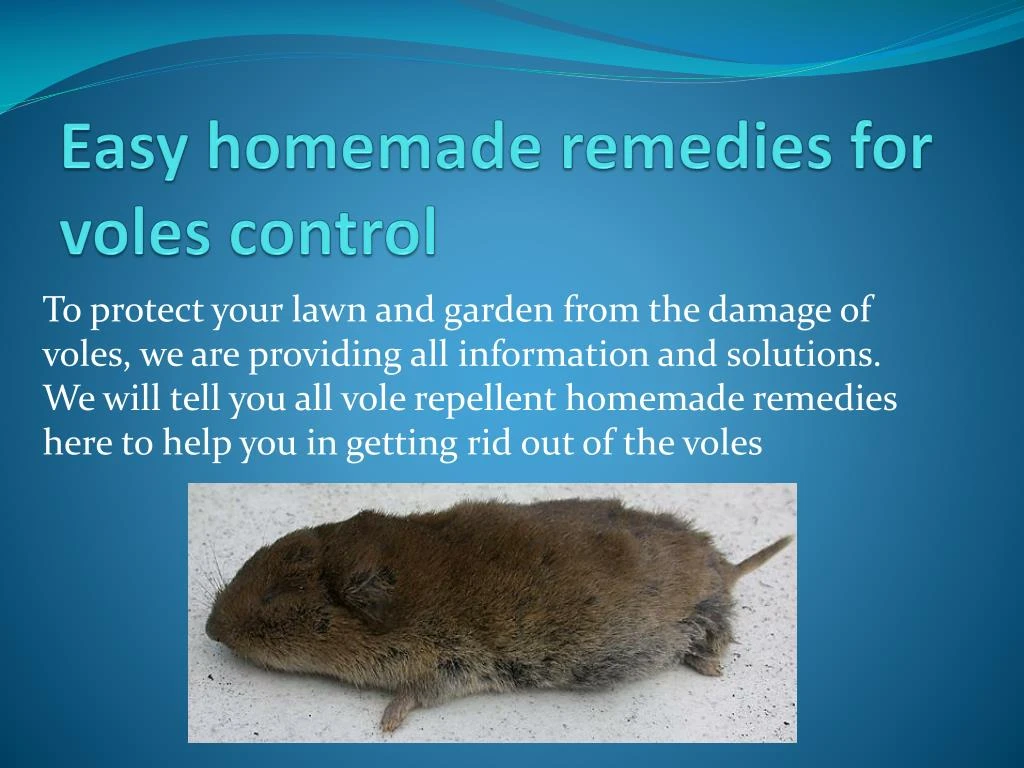 easy homemade remedies for voles control