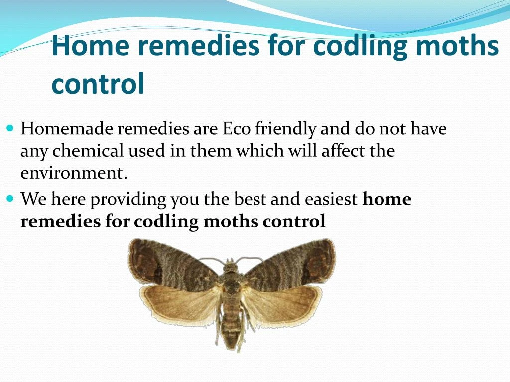 home remedies for codling moths control