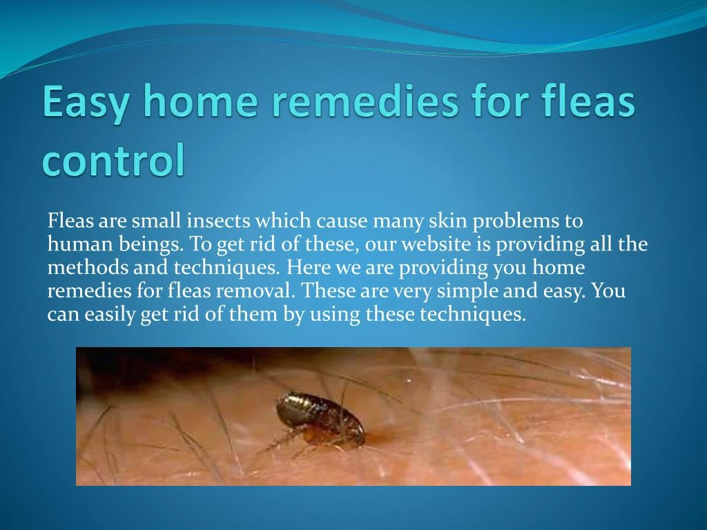 easy home remedies for fleas control