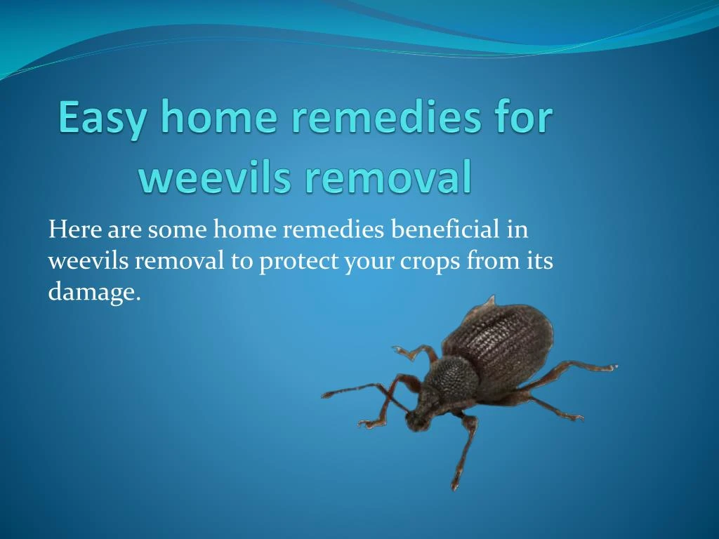 easy home remedies for weevils removal