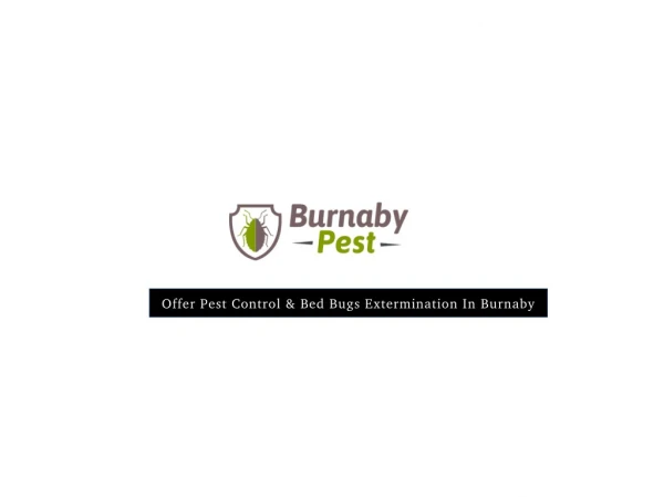 Affordable Pest Control Company In Burnaby