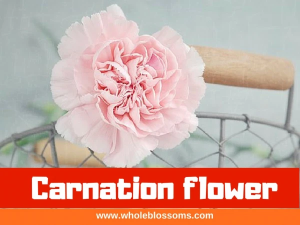 Purchase Different Carnation Flowers for Any Event