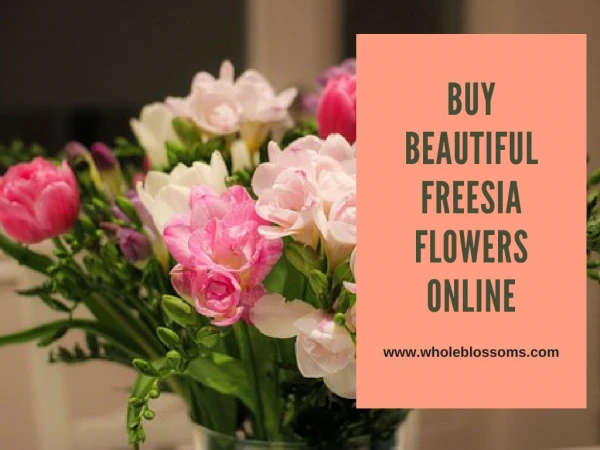 Order Freesia Flowers for Sale