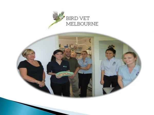 Poultry Treatments- Bird Vet Melbourne
