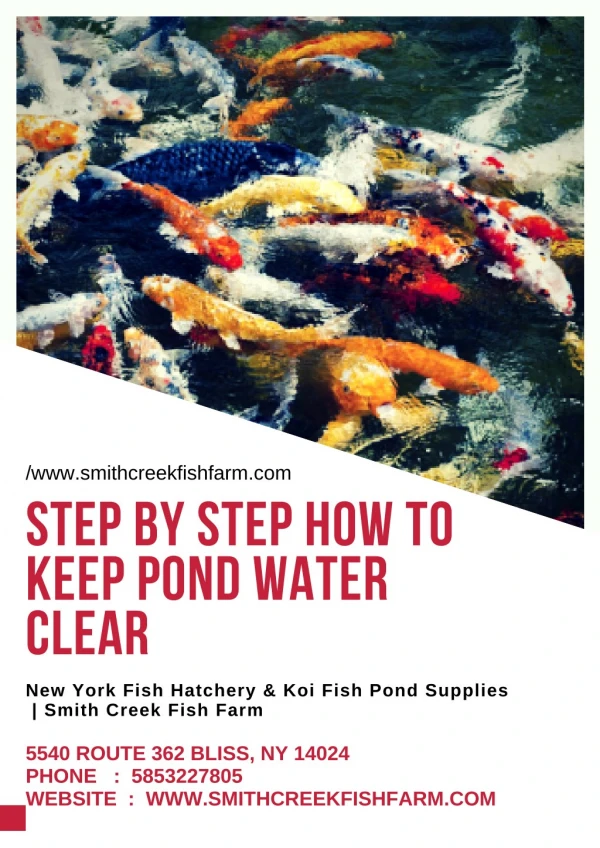 Step by Step How to keep pond water clear