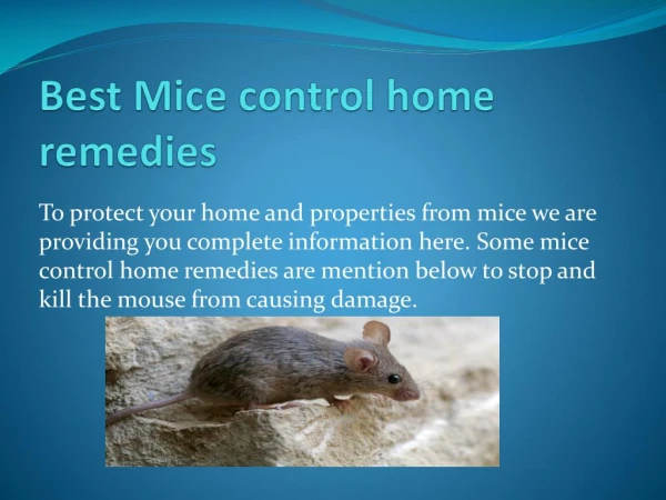 HOW TO GET RID OF MICE