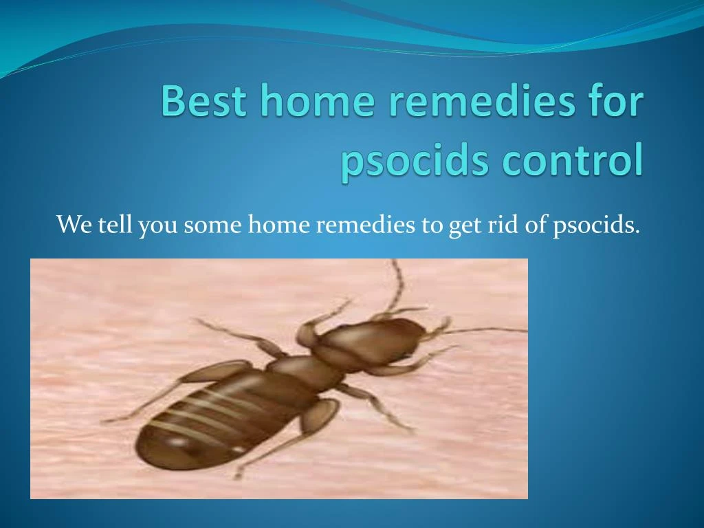 best home remedies for psocids control