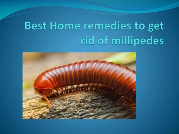 BEST HOME REMEDIES TO GET RID OF MILLIPEDES