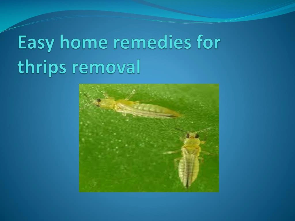easy home remedies for thrips removal