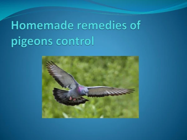 HOMEMADE REMEDIES OF PIGEONS CONTROL