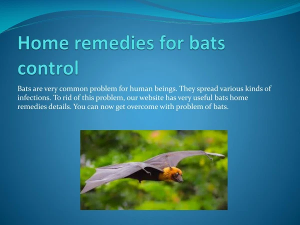 HOME REMEDIES FOR BATS CONTROL