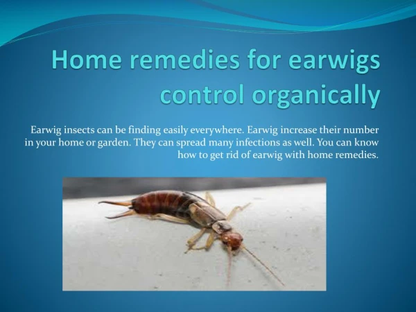 HOME REMEDIES FOR EARWIGS CONTROL ORGANICALLY