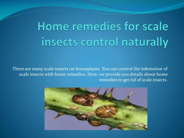 HOME REMEDIES FOR SCALE INSECTS CONTROL NATURALLY