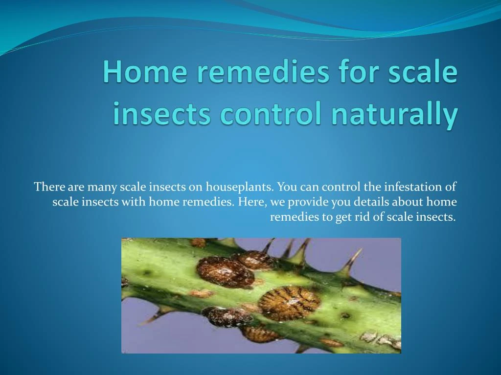 home remedies for scale insects control naturally