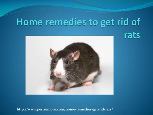 HOME REMEDIES TO GET RID OF RATS
