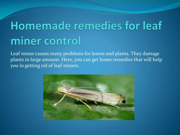 HOW TO MAKE HOMEMADE LEAF MINER SPRAY