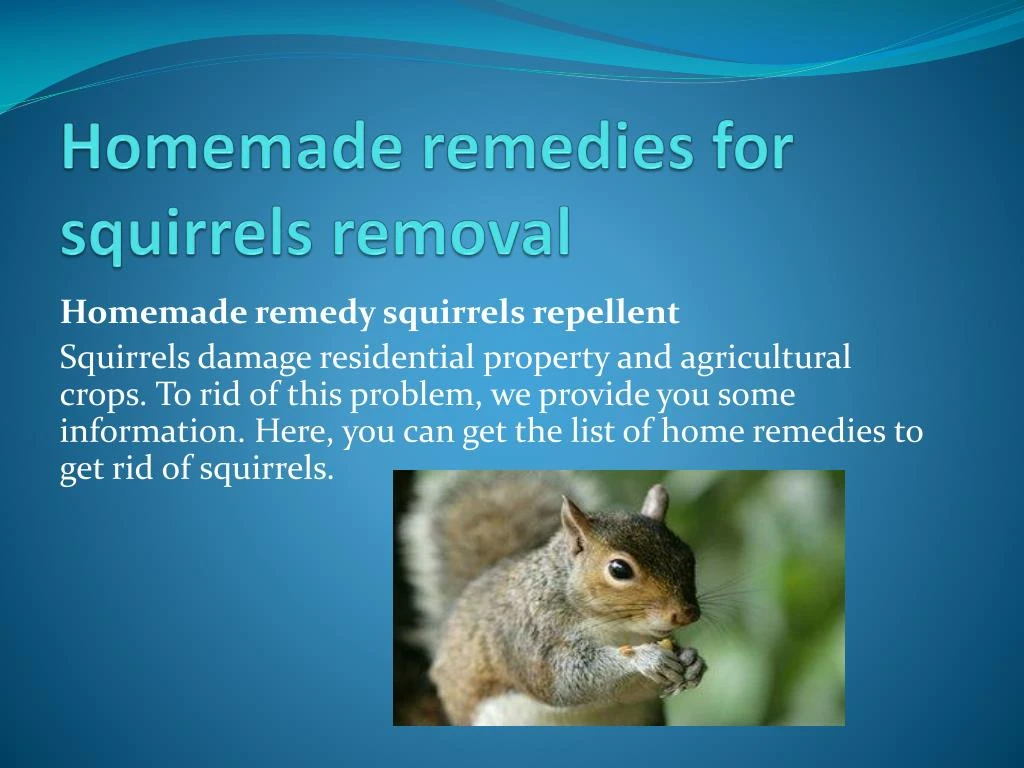 homemade remedies for squirrels removal