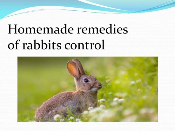 HOMEMADE REMEDIES OF RABBITS CONTROL