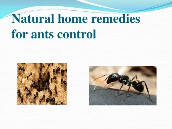 NATURAL HOME REMEDIES FOR ANTS CONTROL