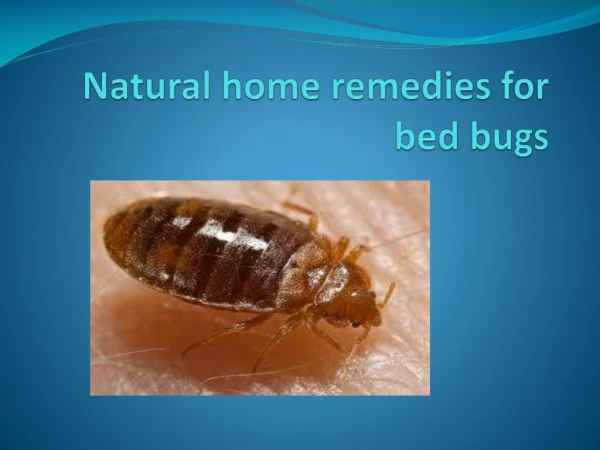 NATURAL HOME REMEDIES FOR BED BUGS