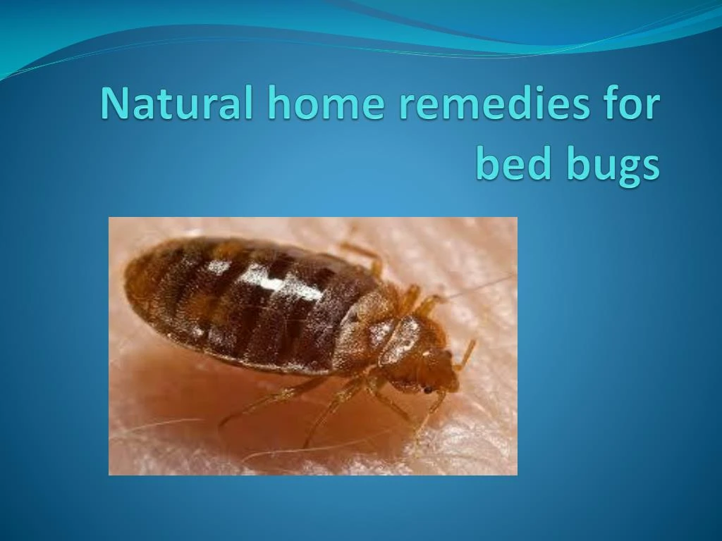 natural home remedies for bed bugs