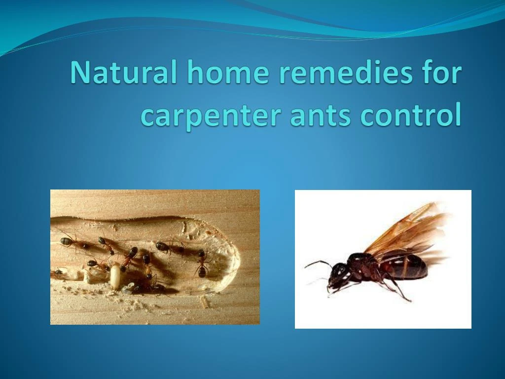 natural home remedies for carpenter ants control