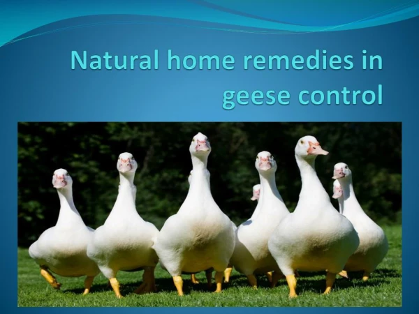 NATURAL HOME REMEDIES IN GEESE CONTROL