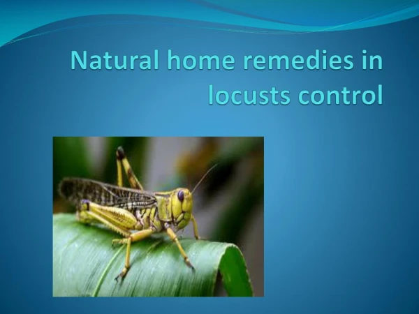 NATURAL HOME REMEDIES IN LOCUSTS CONTROL