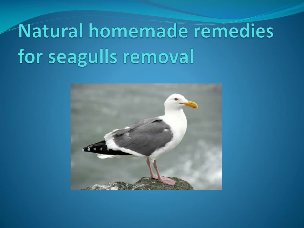 natural homemade remedies for seagulls removal