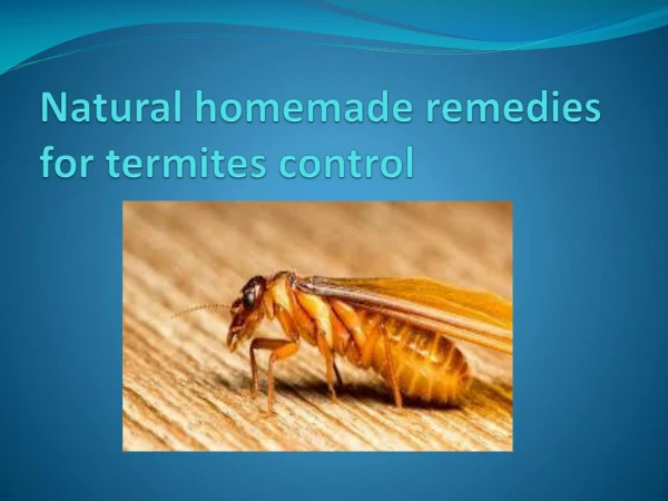 NATURAL HOMEMADE REMEDIES FOR TERMITES CONTROL