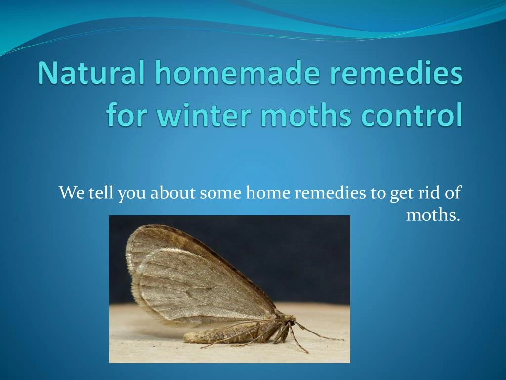 natural homemade remedies for winter moths control