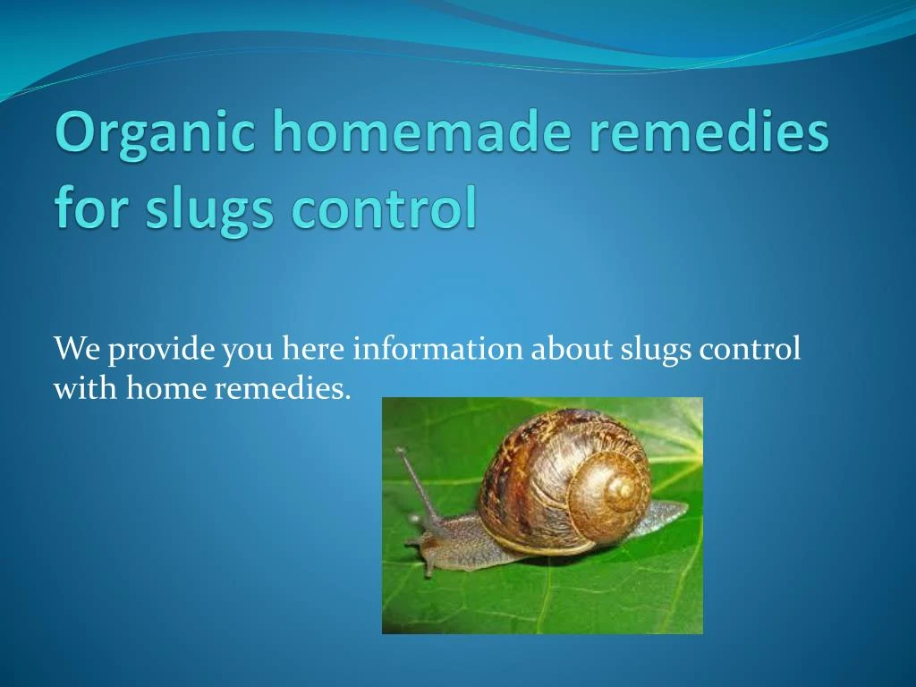 organic homemade remedies for slugs control