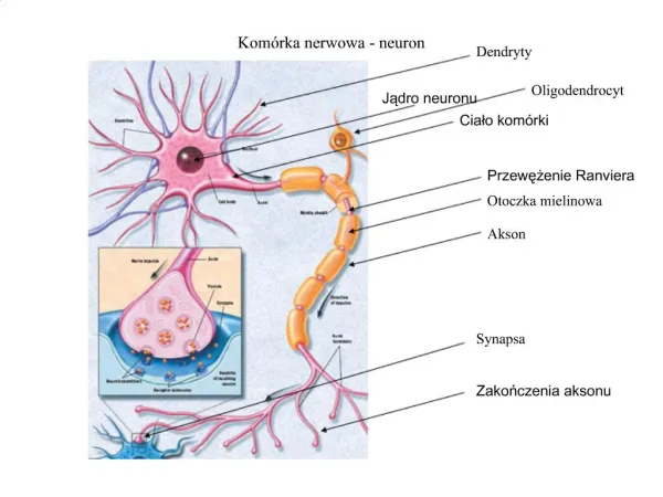 Kom rka nerwowa - neuron