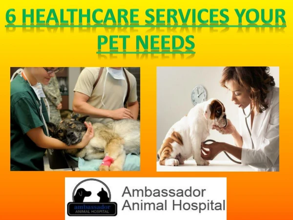 6 Healthcare services your pet needs
