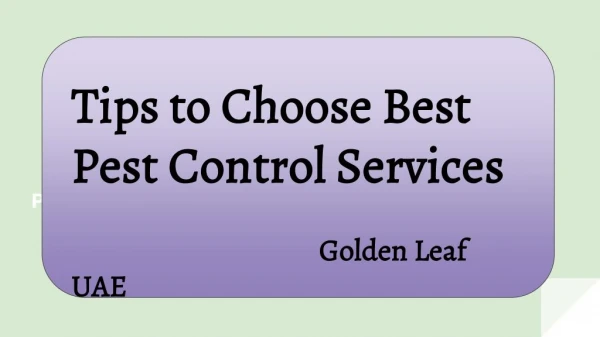 Dubai Pest Control Companies - Golden Leaf UAE
