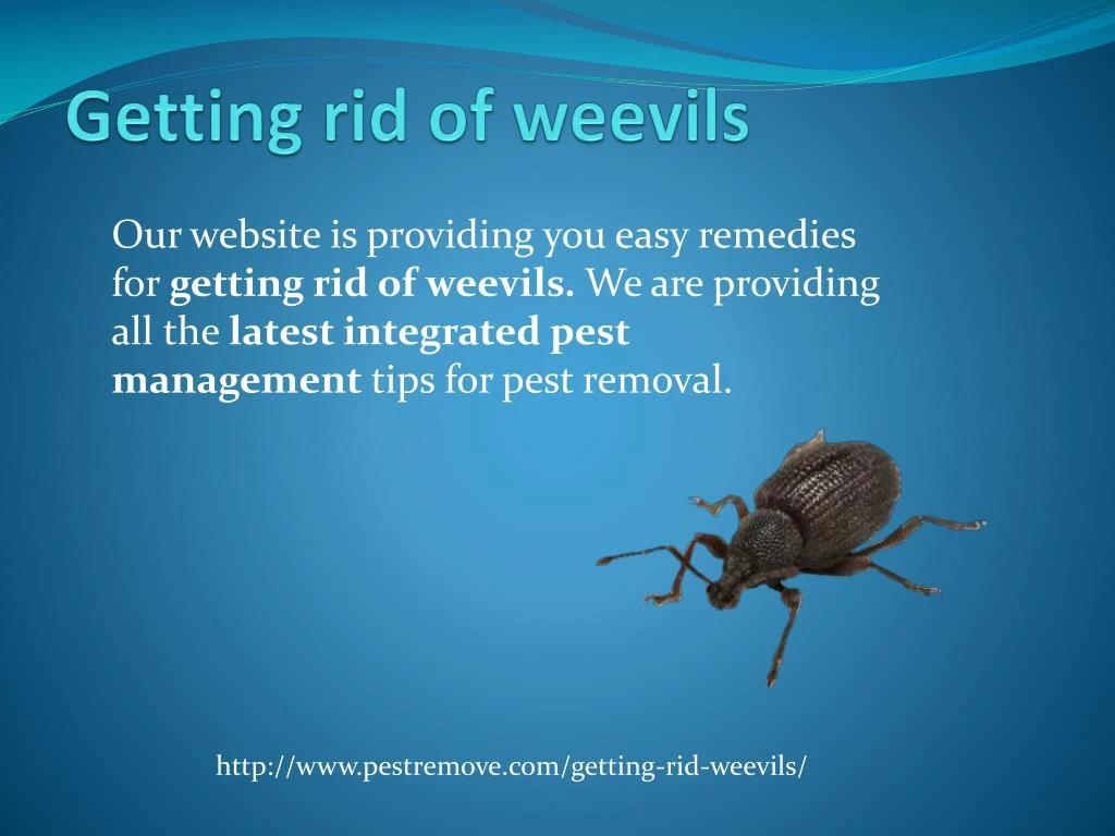getting rid of weevils