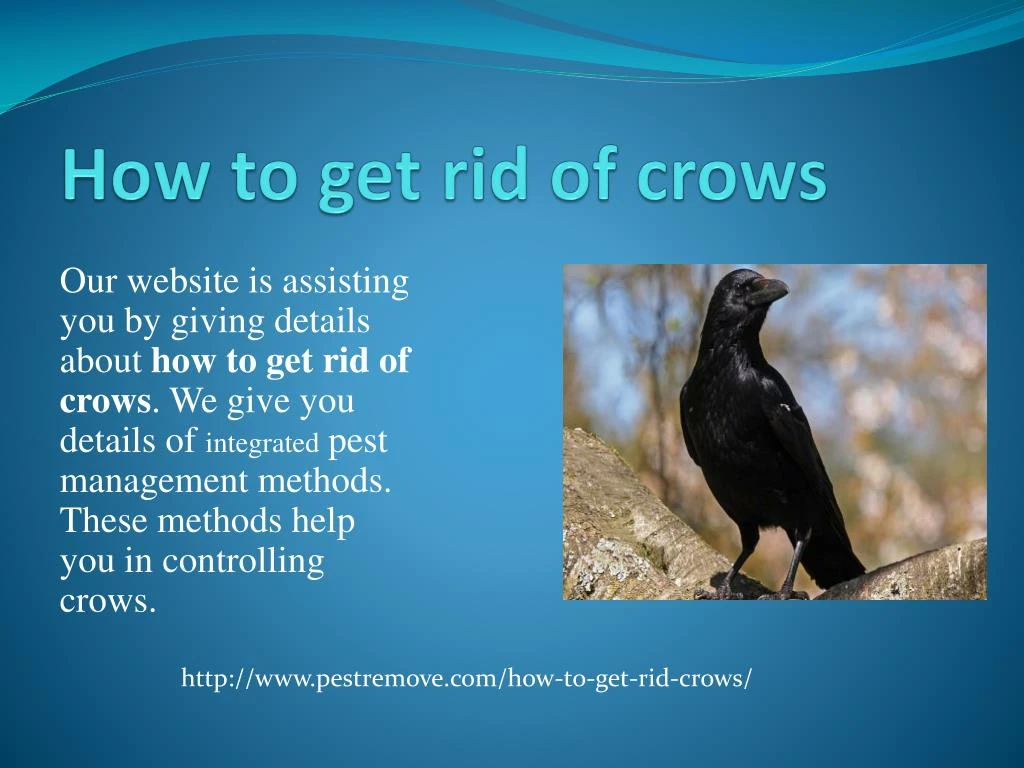 how to get rid of crows
