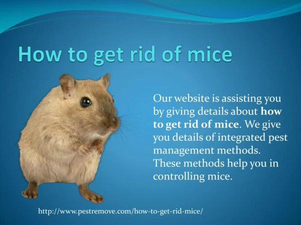 HOW TO GET RID OF MICE